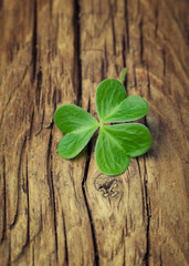 One lucky clover on a vintage wood background