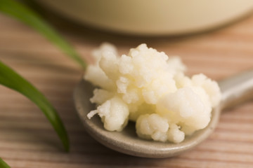 Organic probiotic milk kefir grains