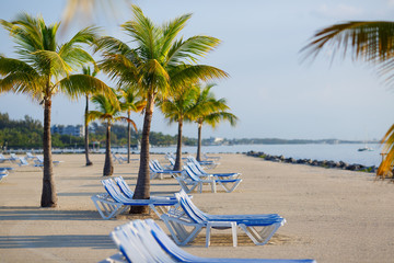 Tropical resort with chaise longs arranged in a row near palms