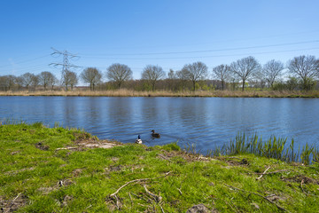 Two ducks swimming in a sunny canal