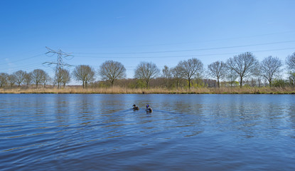 Two ducks swimming in a sunny canal