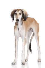 saluki dog standing on white