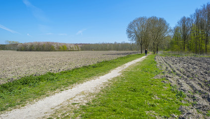Trees along a sunny footpath in spring