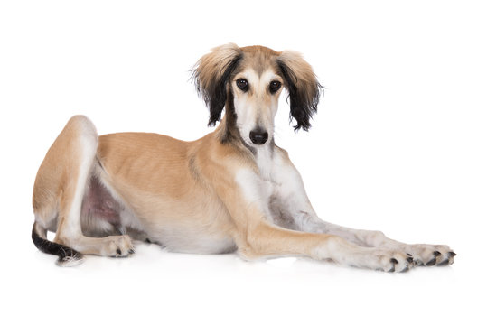 saluki dog lying down on white