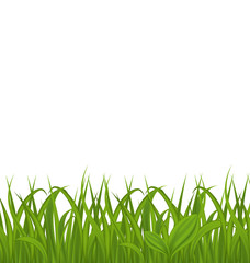 Fresh green grass isolated on white background, space for your t