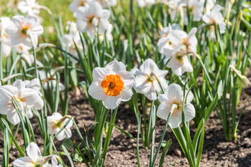 Narcissus Flower In Fresh Green Springtime Grass