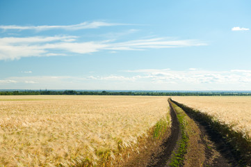 ground road in wheaten field.