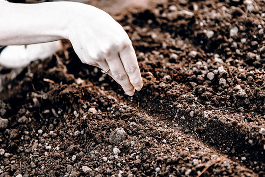 woman hand sowing seed
