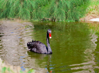 Black swan swimming on a pond