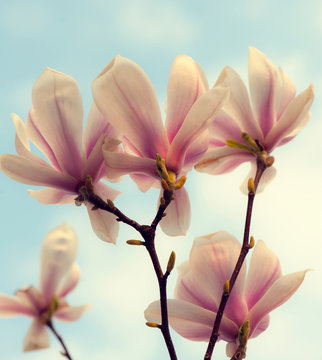 Fototapeta magnolia tree blossom
