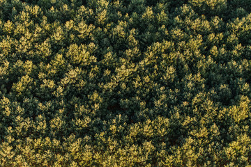 aerial view over the forest