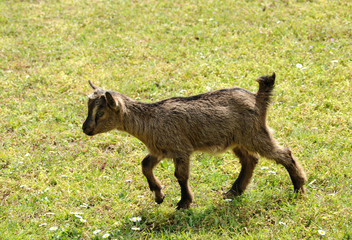 Young goat walking through a pasture