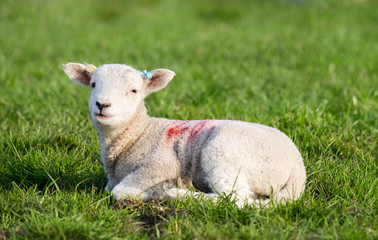 Naklejka na ściany i meble Spring Lamb lying in field in evening sun