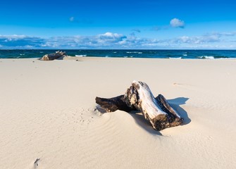 Fototapeta na wymiar Beautiful sandy sea shore with driftwood