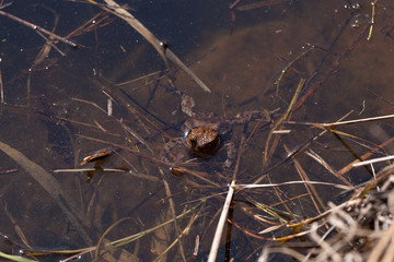 Frosch