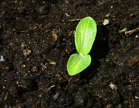 germination,de graine de courgette