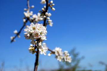 Beech Blossom in Spring, England.