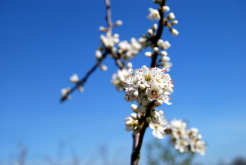 Beech Blossom in Spring, England.