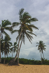 Fototapeta na wymiar Tropical Paradise. Dominican Republic, Seychelles, Caribbean