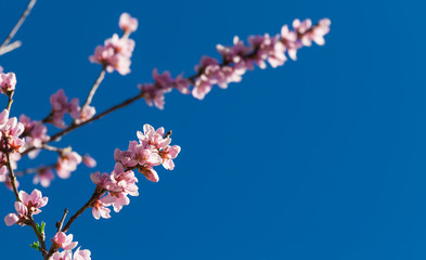 Fototapeta premium Pfirsichblüte, blauer Himmel
