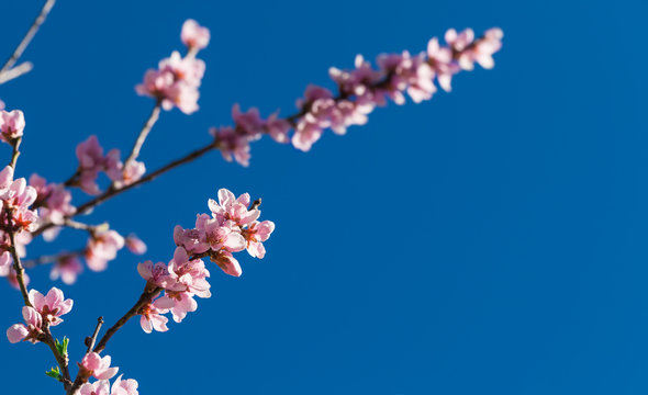 Pfirsichbl&uuml;te, blauer Himmel