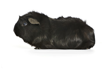 Black guinea pig on a white background