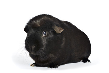 black guinea pig
