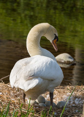 maternal instinct