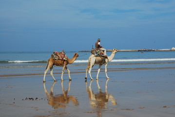 Dromadaires sur la plage