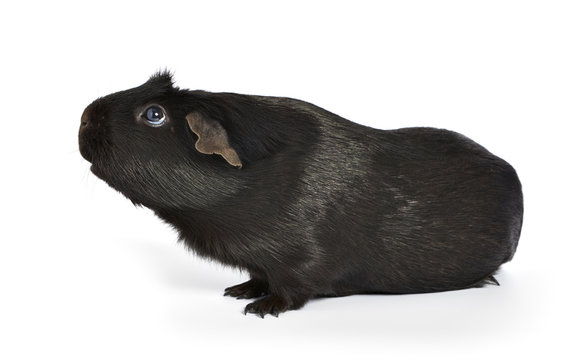 Black Guinea Pig Sniffing