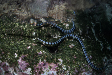 Sea Snake Under Surface
