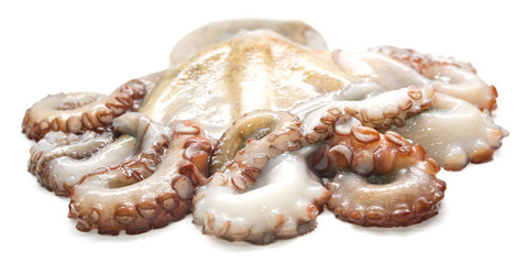 Polpo fresco crudo