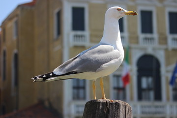 Mouette italienne