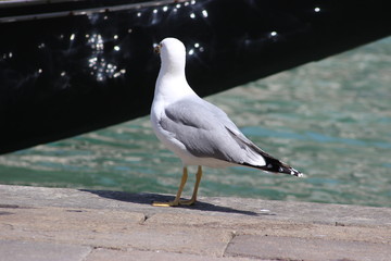 Mouette devant un bateau