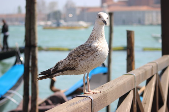 Go&eacute;land de Venise