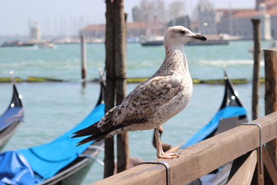 Mouette devant les gondoles de Venise