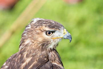 watchful eyes of the hawk