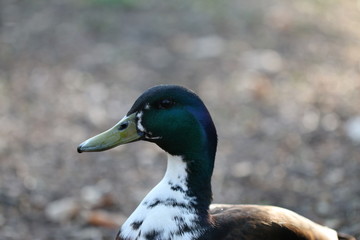 ente 