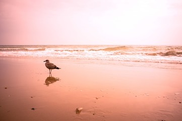 Bournemouth  beach