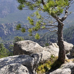 Pin rocher montagne Corse