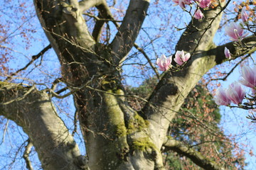 magnolien mit alten baum