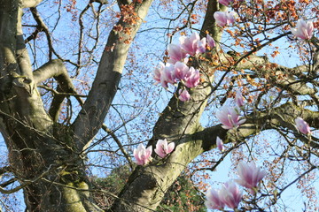 magnolien mit alten baum