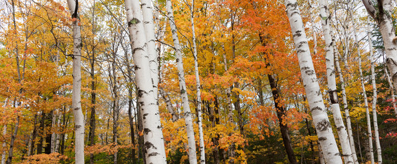 Naklejka premium New Engalnd forest fall colors.