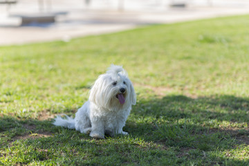 Bich&oacute;n malt&eacute;s.