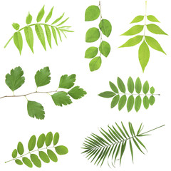 Green leaves collage © Africa Studio