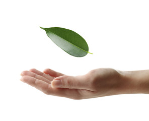 Female hand with green leaf isolated on white