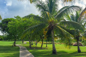 Exotic Palms Beach Resort Grounds. Beautiful Palm tree in