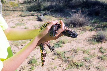 Obraz premium A child holding a Gila monster (Heloderma suspectum) - a poisono