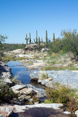 Intermittent stream in the Sonoran Desert. Saguaro National Park