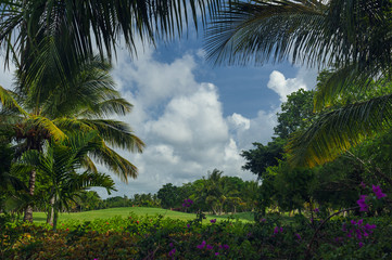 Fototapeta na wymiar Exotic Palms Beach Resort Grounds. Beautiful Palm tree in